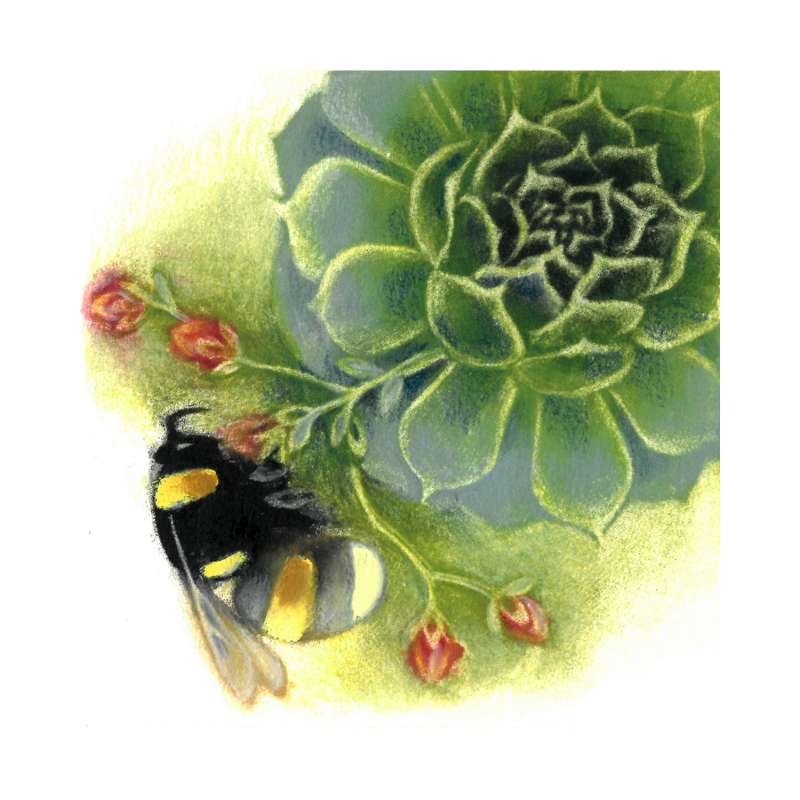 Bumblebee on Sempervivum 7/80